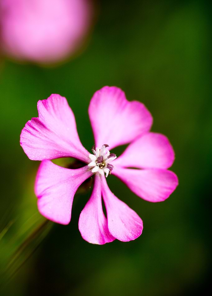 Purple wild flower