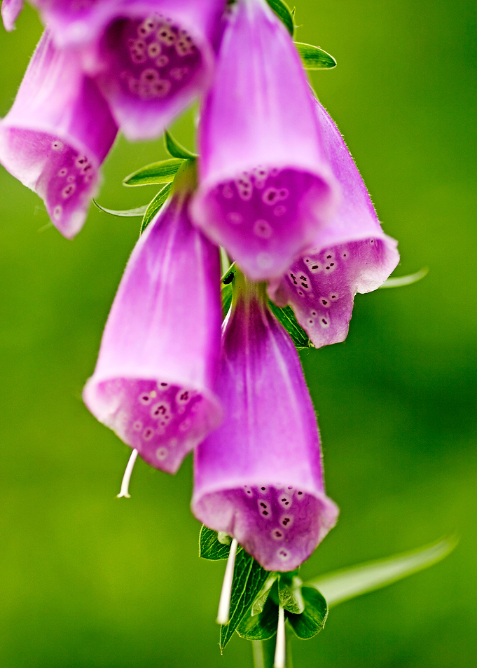 Purpurea digitalis flower