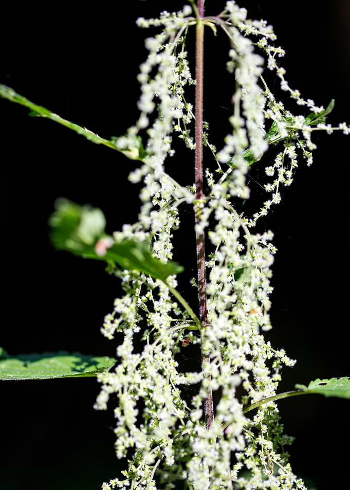 Urtica dioica Urticaceae