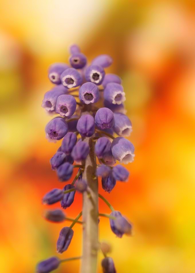 Muscari Neglectum Flower