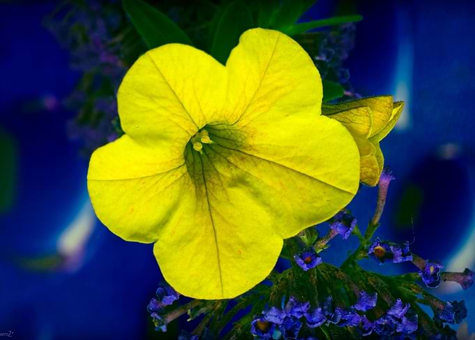 Amazing flower fine art