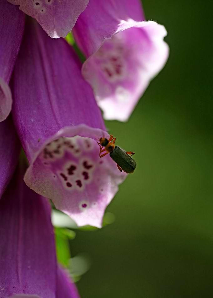 Purpurea digitalis flower