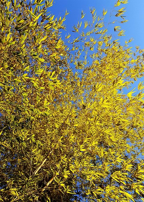 BAMBOO AND BLUE SKY