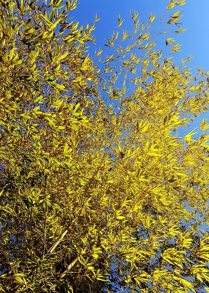 BAMBOO AND BLUE SKY
