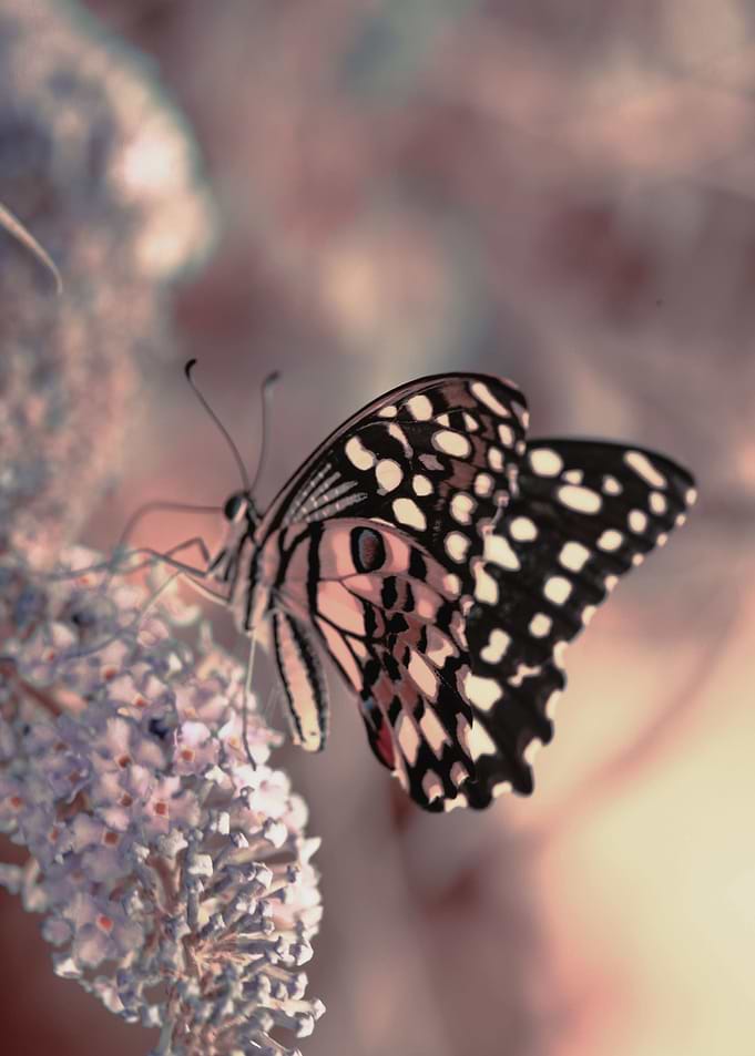 Exotic butterfly
