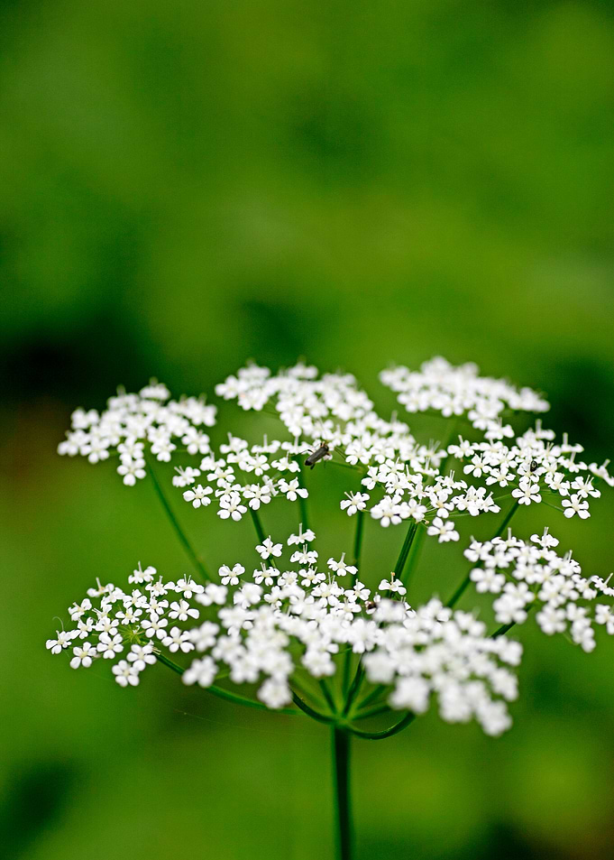 Aegopodium podagraria