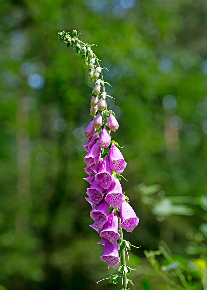 Purpurea digitalis flower