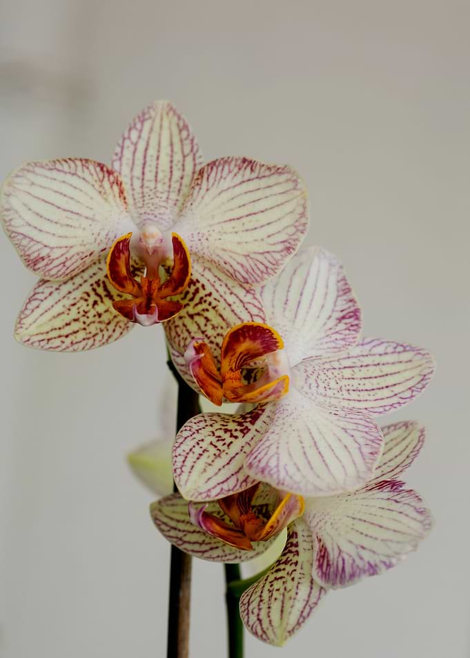 Orchid flower bloosoming