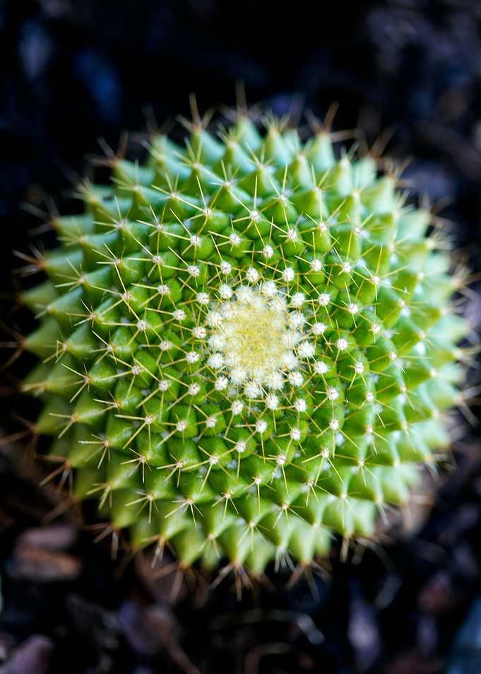 Cactus macro background