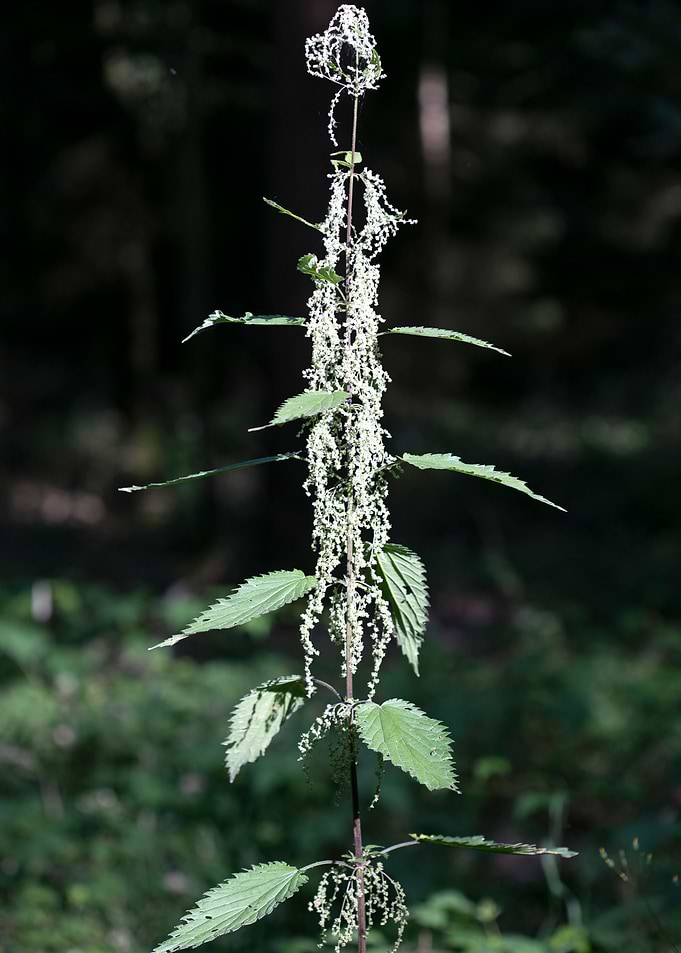Urtica dioica Urticaceae