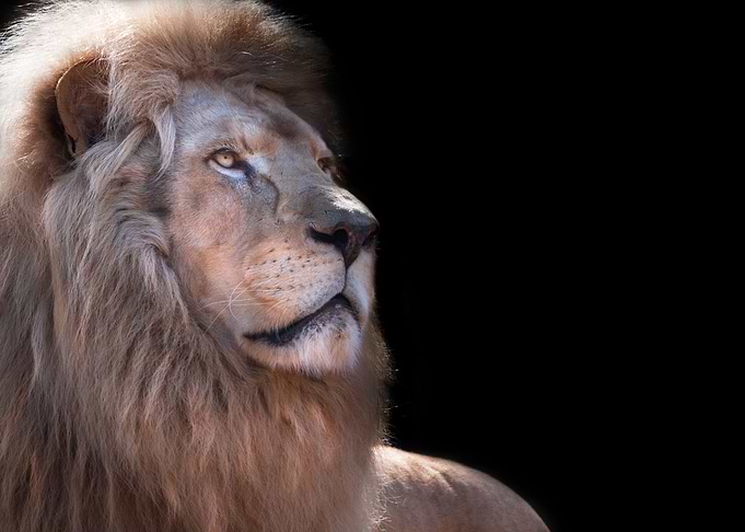 White Kruger Lion