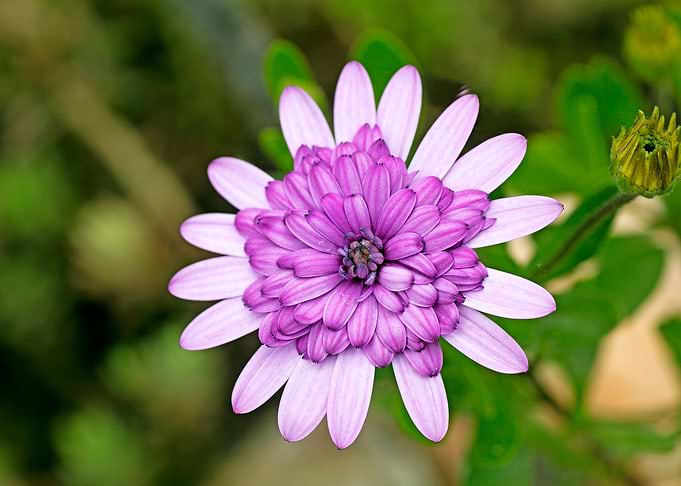 Violet macro flower