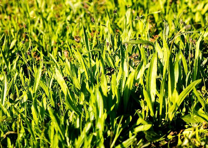 Green leafs macro fine art