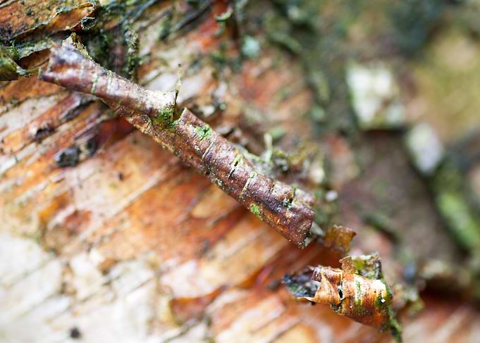 Wood macro trippy abstract