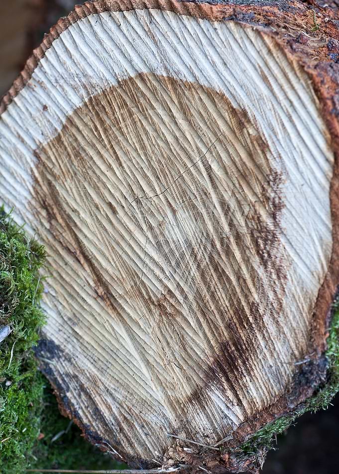 Wood macro trippy abstract
