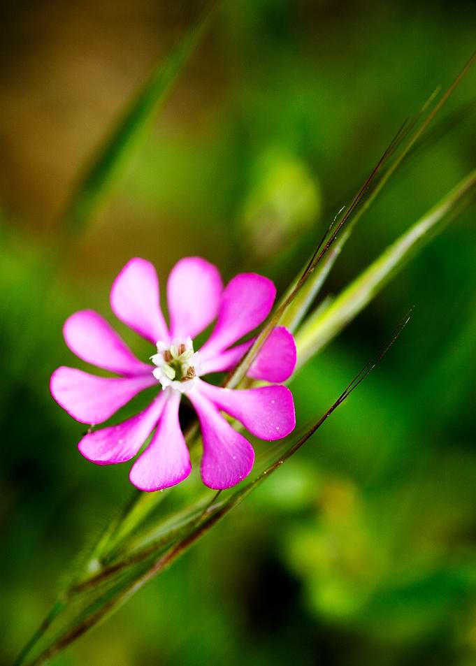 Purple wild flower