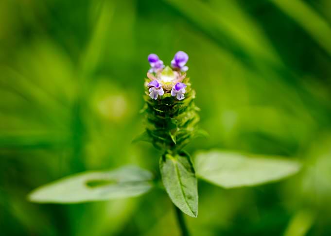 Prunella vulgaris flower