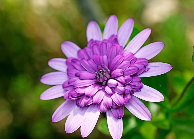 Violet macro flower