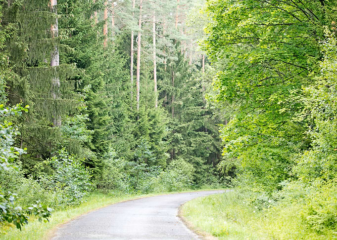 Wild Forest Background