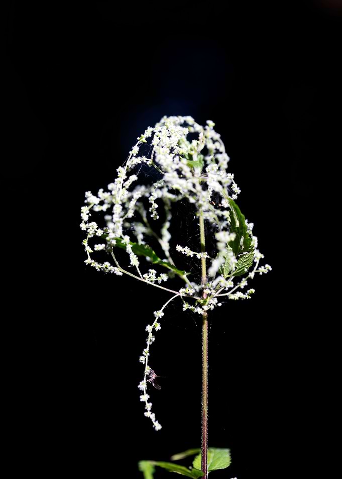 Urtica dioica Urticaceae