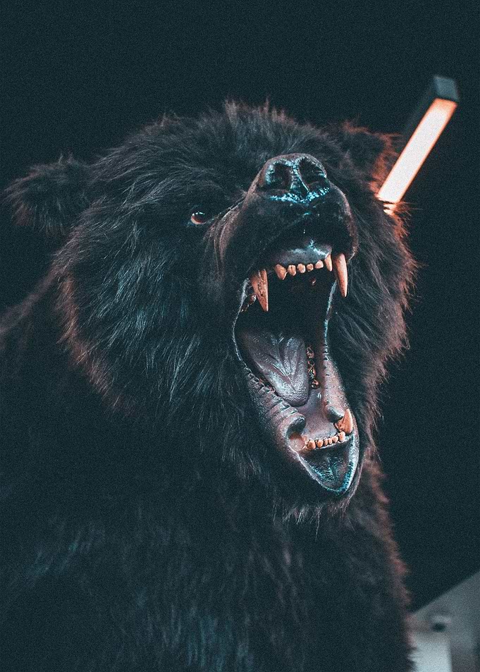 The Brown Bear