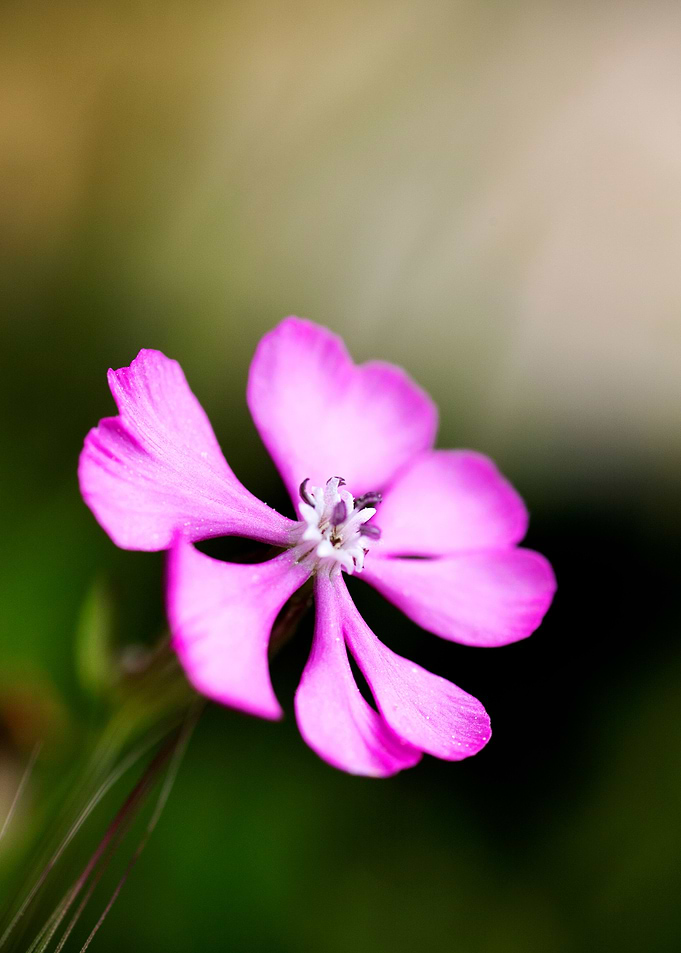 Purple wild flower