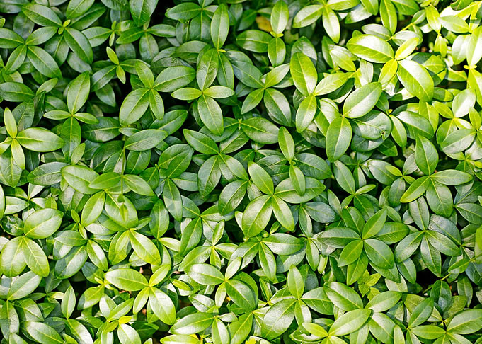 Green small leafs macro