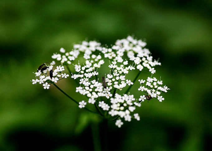 Aegopodium podagraria