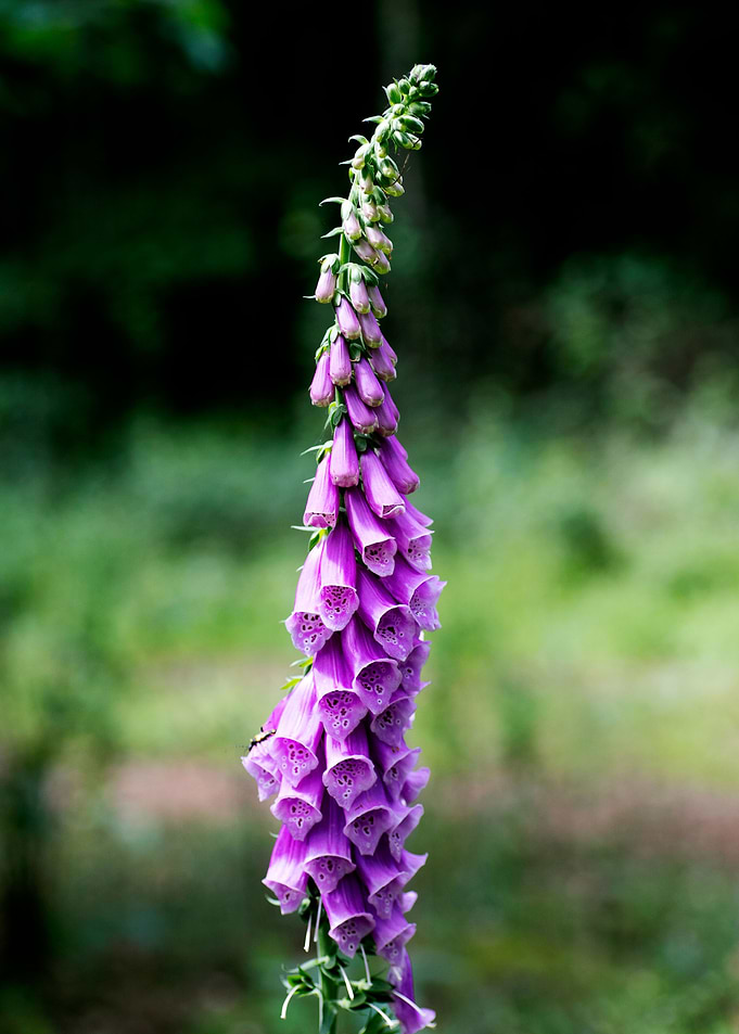 Purpurea digitalis flower
