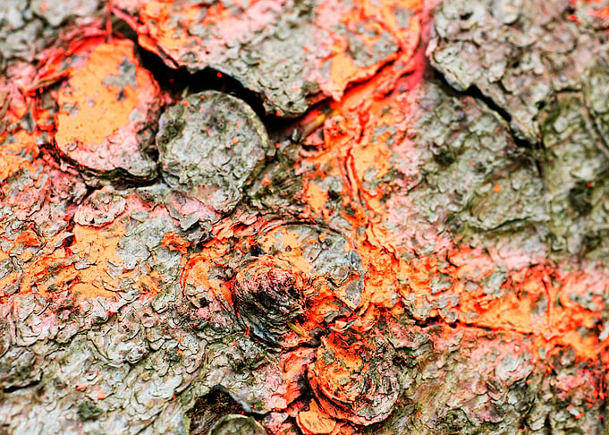 Wooden macro trippy prints