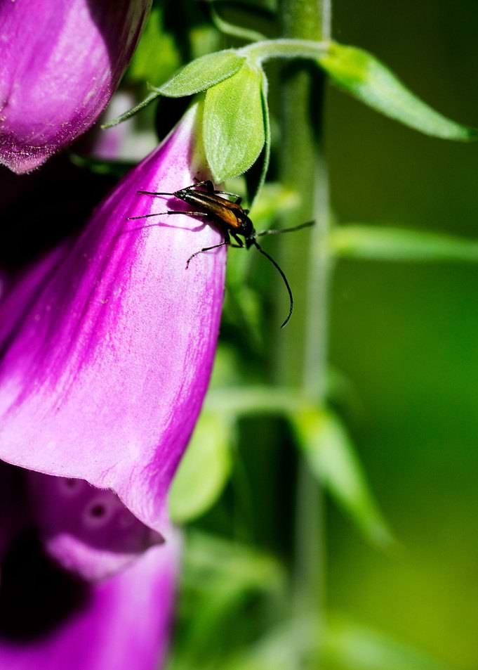 Purpurea digitalis flower