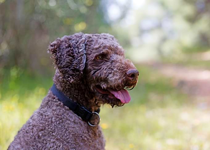 Lagotto Romagnolo Portrait