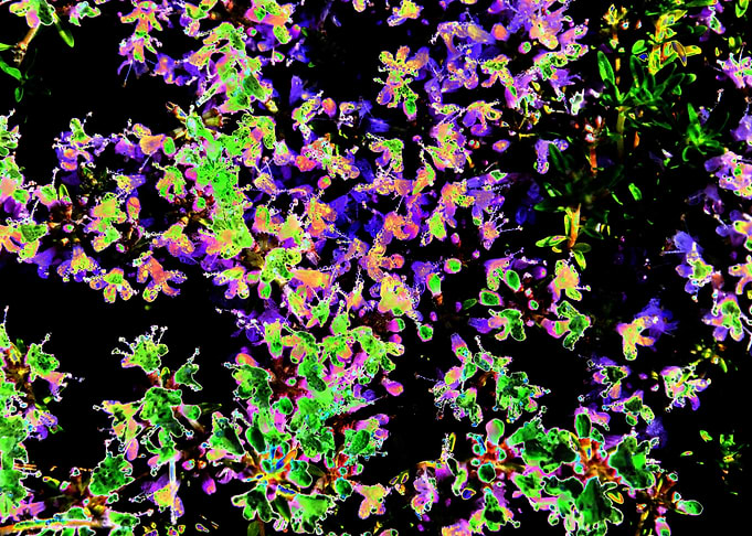 Floral background Solariz