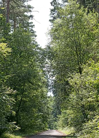 Wild Forest Background