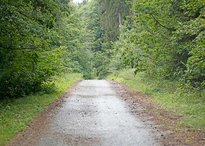 Wild Forest Background
