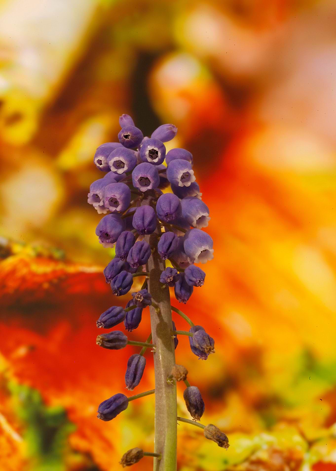 Muscari Neglectum Flower