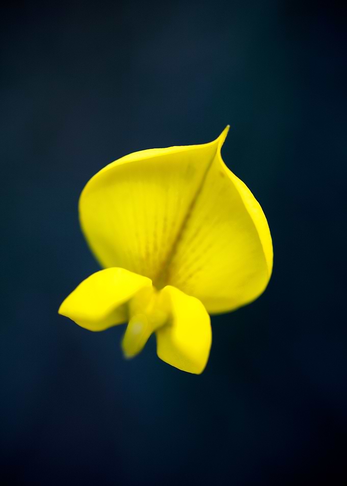 Cytisus flower Fabaceae