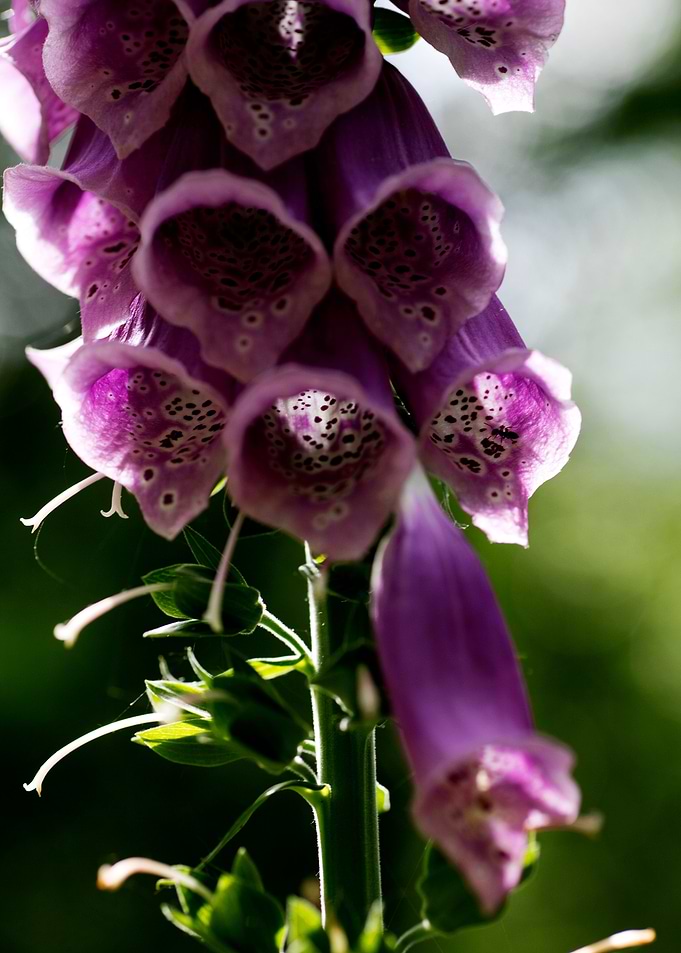 Purpurea digitalis flower