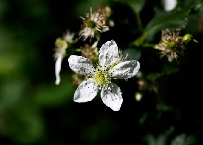 Rubus occidentalis flower