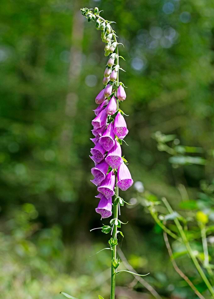 Purpurea digitalis flower