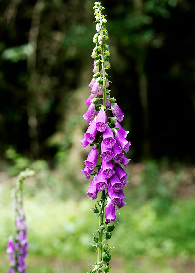 Purpurea digitalis flower