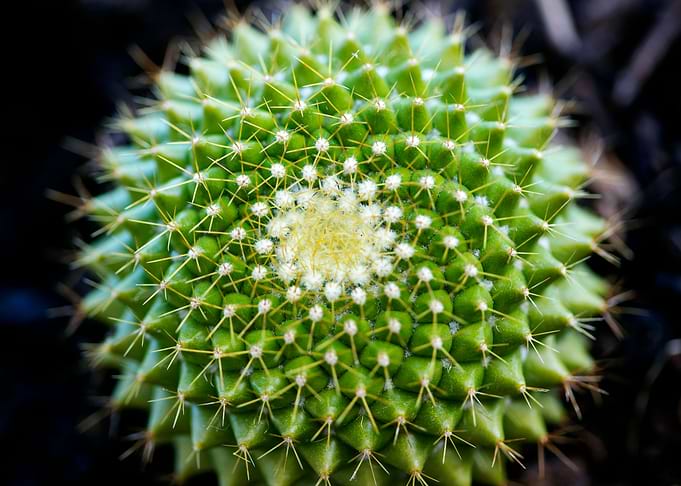 Cactus macro background