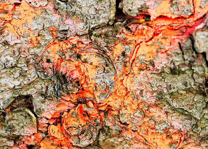 Wooden macro trippy prints