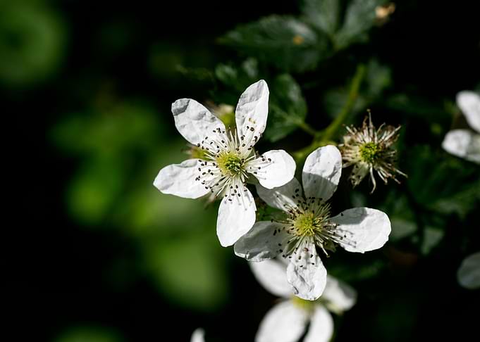 Rubus occidentalis flower