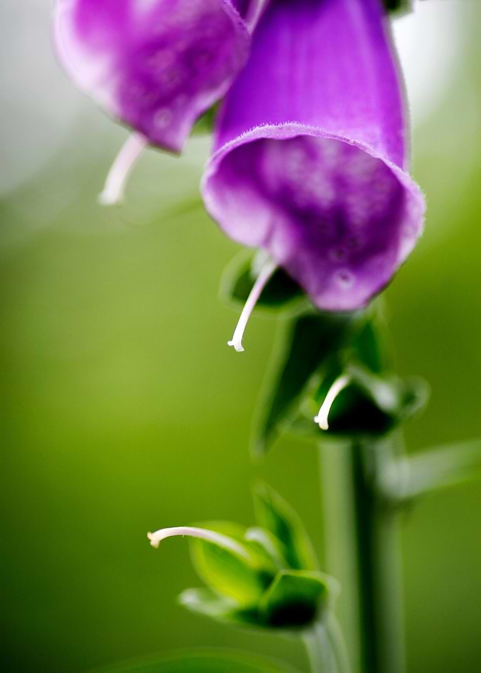 Purpurea digitalis flower