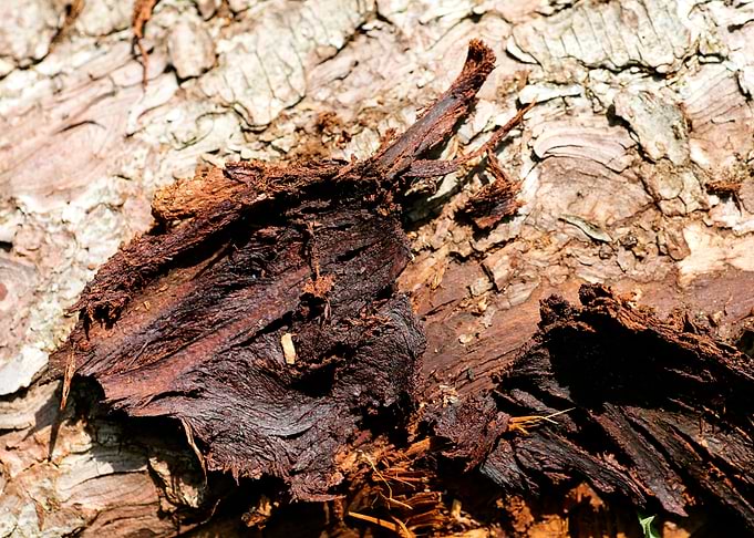 Wooden macro trippy prints