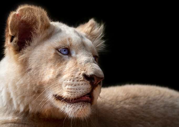 Kruger baby lion