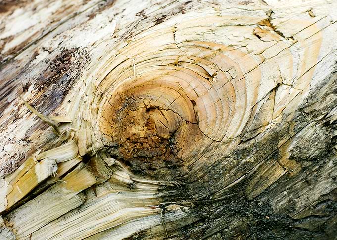 Wooden macro trippy prints