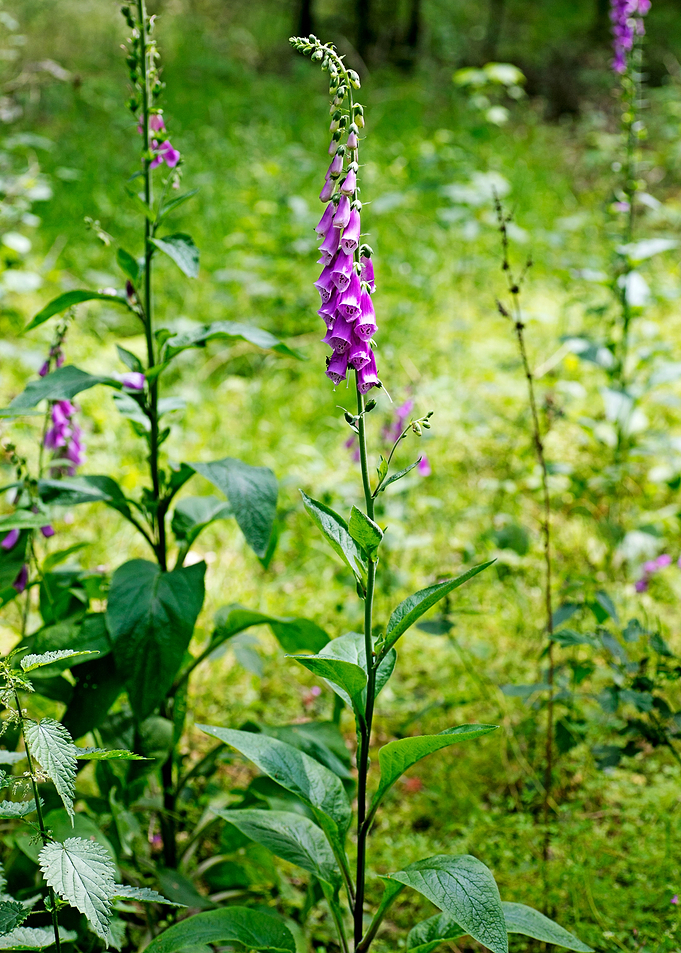 Purpurea digitalis flower