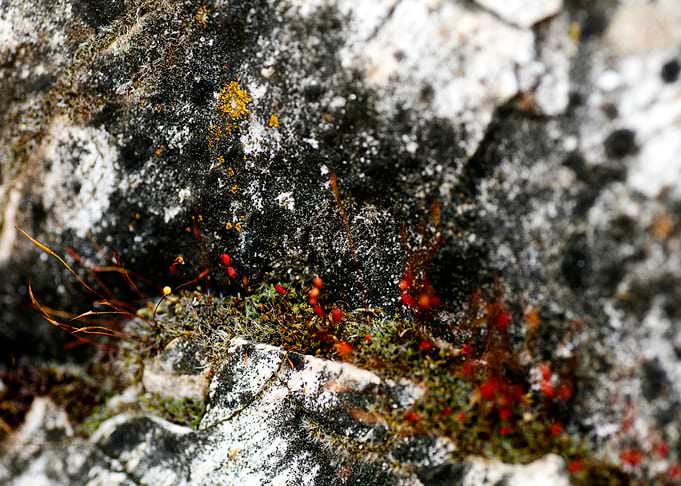 Lichens on rock fine print